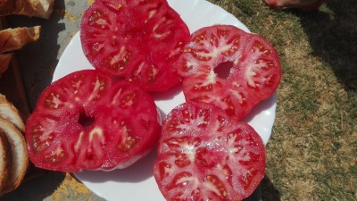 Los tomates del huerto